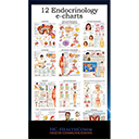 12 Endocrinology e-charts