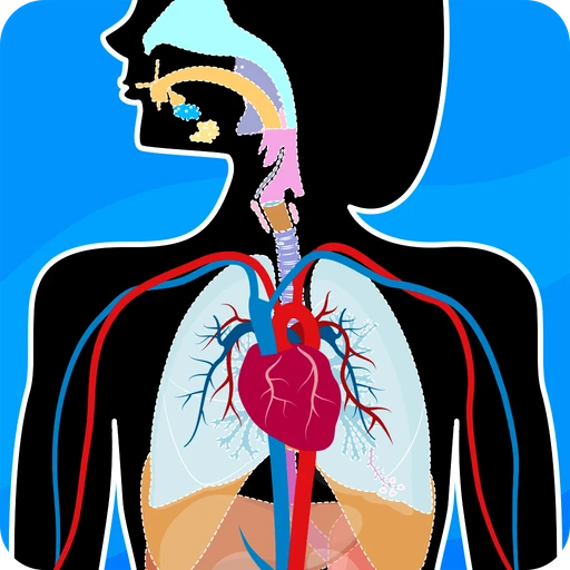 Human Anatomy – Body parts