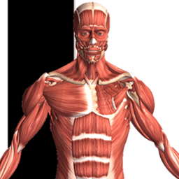 Visual Anatomy 2 v0 build 42