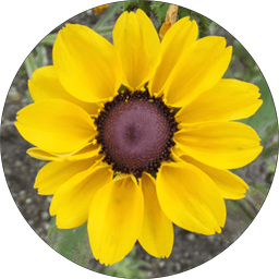 MesaExif 2.4.22